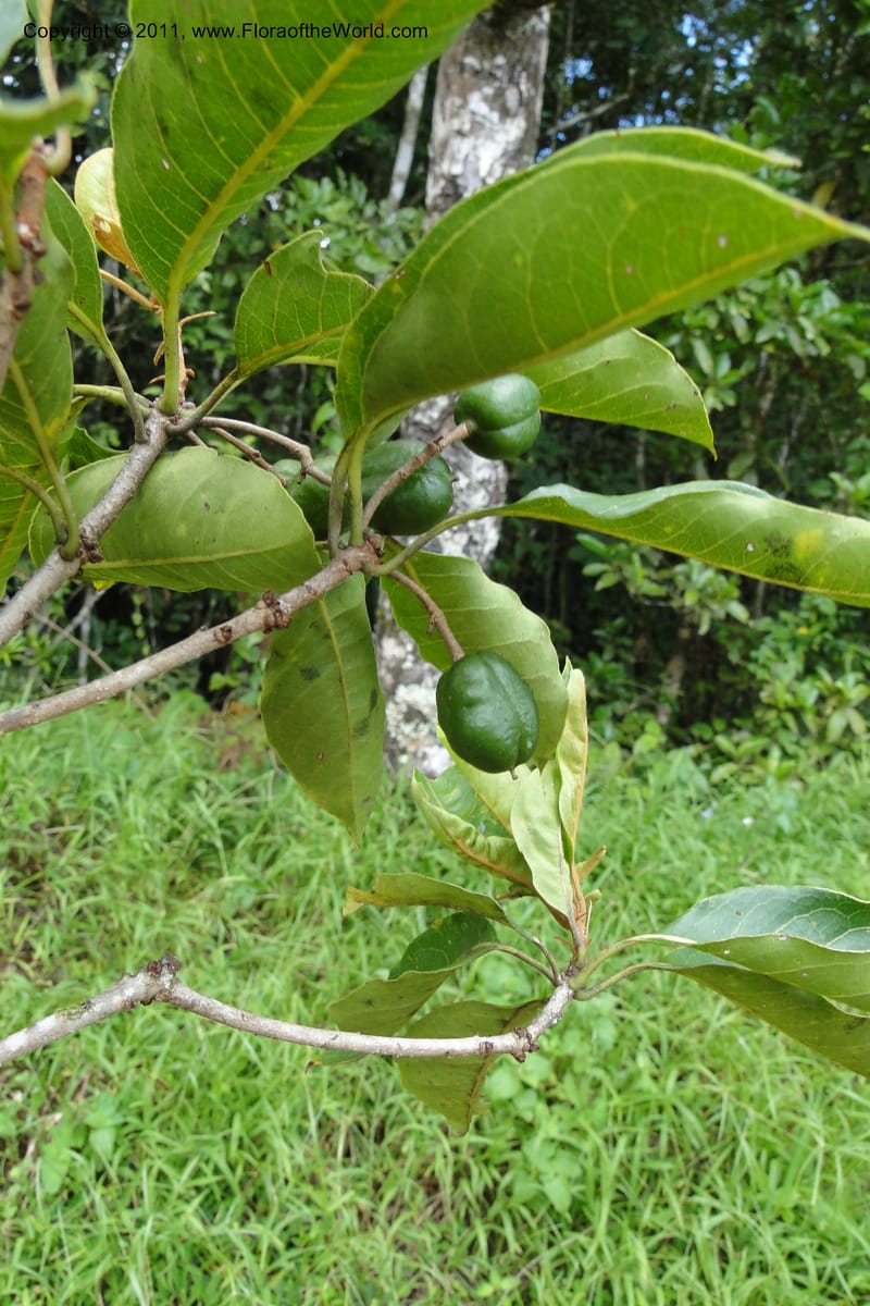 Pittosporum, J. Munzinger 6513--Fiji. Nadarivatu Nature Reserve. 10 Feb 2011. 026 (289).jpg