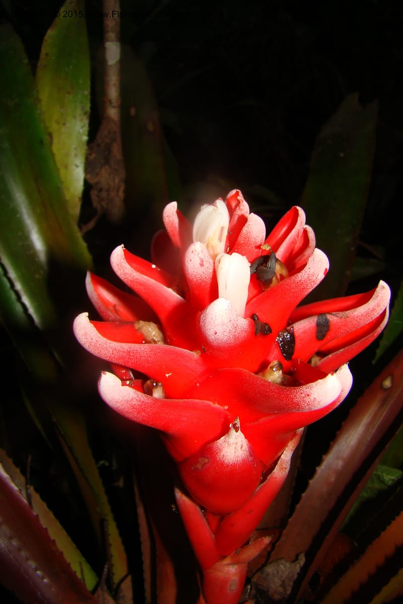 Aechmea nidularioides, Vasquez 35034--Peru. Loreto. Dto. Iquitos. Res. Allpahuayo-Mishana. 19 Nov 08. 662 (3).jpg