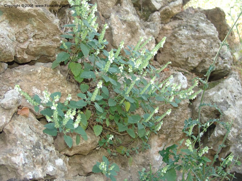 Scutellaria sieberi--Crete. Ep. Kisamos. Sirikari Gorge. 25 May 05. 153.jpg