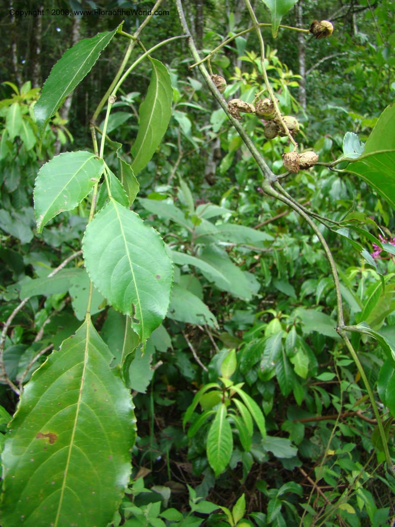 Turpinia occidentalis, NMartinezM2410--MX. Chiapas. Cta. Guapilla-Tapalapa. 13 Sep 08. 197.jpg
