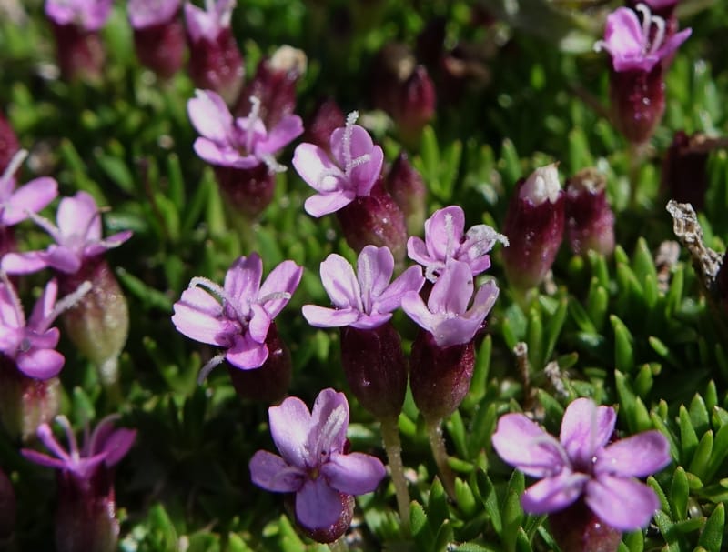 Silene exscapa, Callmander, M 1279--Switzerland. Furkapass. 1 Jul 2016. DSC06826 (161).JPG