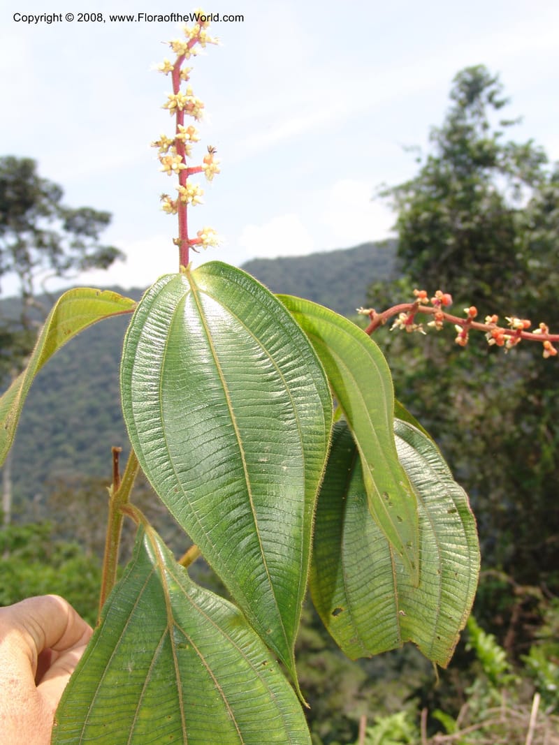 Miconia nervosa, AAraujoM2998--Bolivia.  Apolobamba Nat. Pk. Ilipana. 19 Sep 06. 108.jpg
