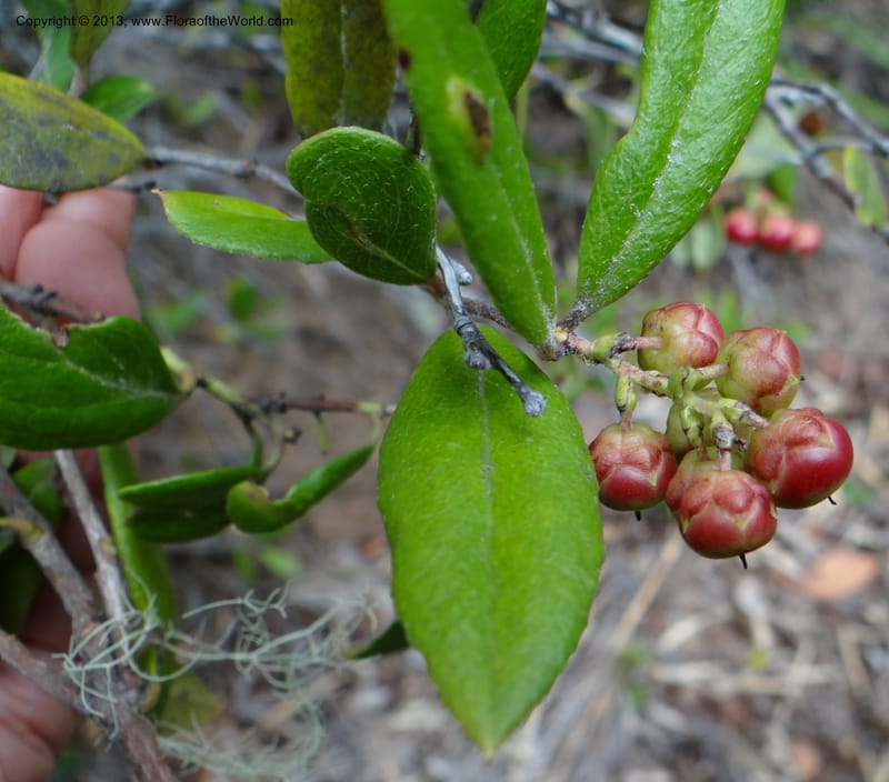 Ugni molinae, W. D. Stevens 34078--Chile, R N  Los Queules, 15 Feb 2013  8057 (4).JPG