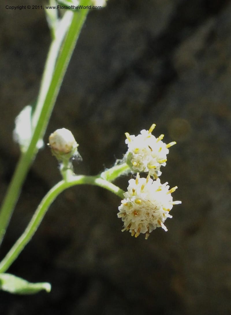 Antennaria racemosa, Davidson, C 11875--Idaho. Idaho Co. Warren Wagon Rd. 8 July 2011. 167 (18).jpg