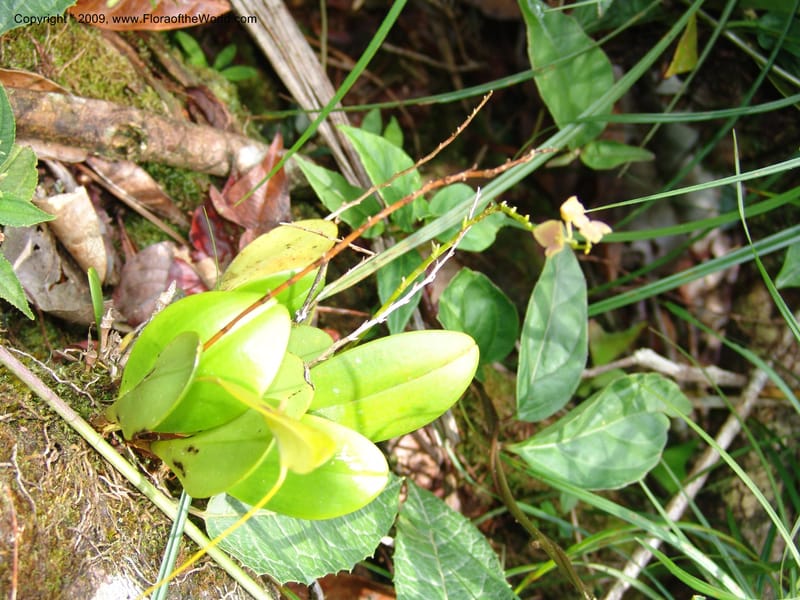 Stelis, DNeill15933--Ecuador. Prv. Zam. Ch. C del Condor. Wawaime plot. 22 Sep 07. 330.jpg