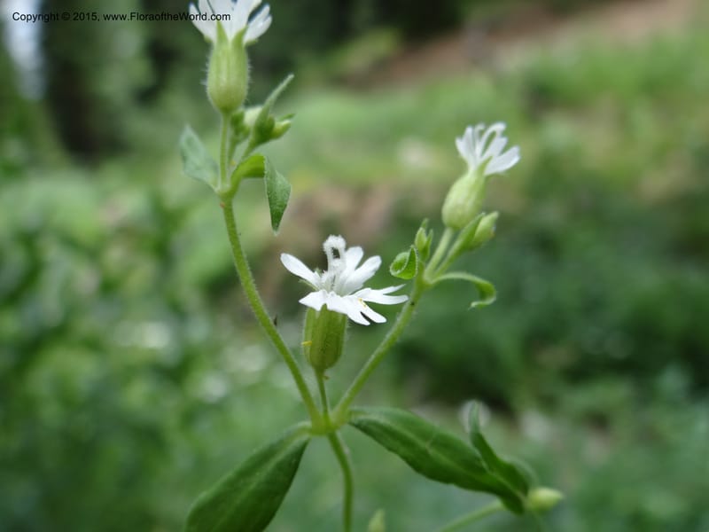 Cerastium, Mansfield, D 12-622--ID. Bear Lake Co. Mt. Sherman. 13 Jul 2012. DSC03601 (20).JPG