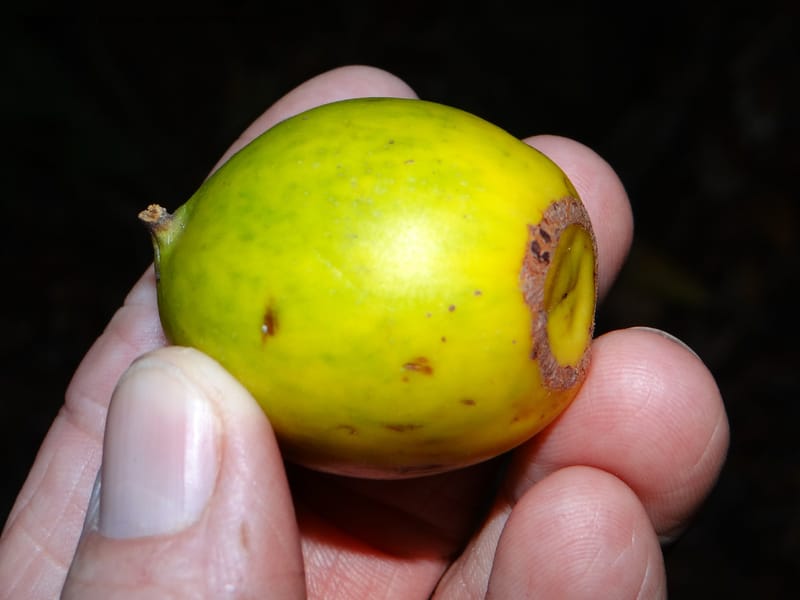 Gomortega keule, W. D. Stevens 34081--Chile, R N  Los Queules, 15 Feb 2013  8107 (22).JPG