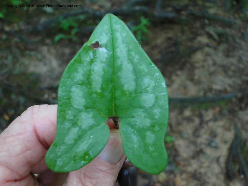 Hexastylis arifolium, Mori, S 27431, USA, North Carolina, Durham County, Duke Forest, Gate 26 New Hope Drainage, 24 May 2010 (10).JPG