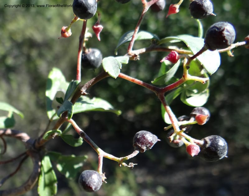 Cissus striata, WDS 34100--Chile. Rd to El Abanico. Pte. Polcura odom 16.6. 17 Feb 2013. DSC01401 (224).JPG