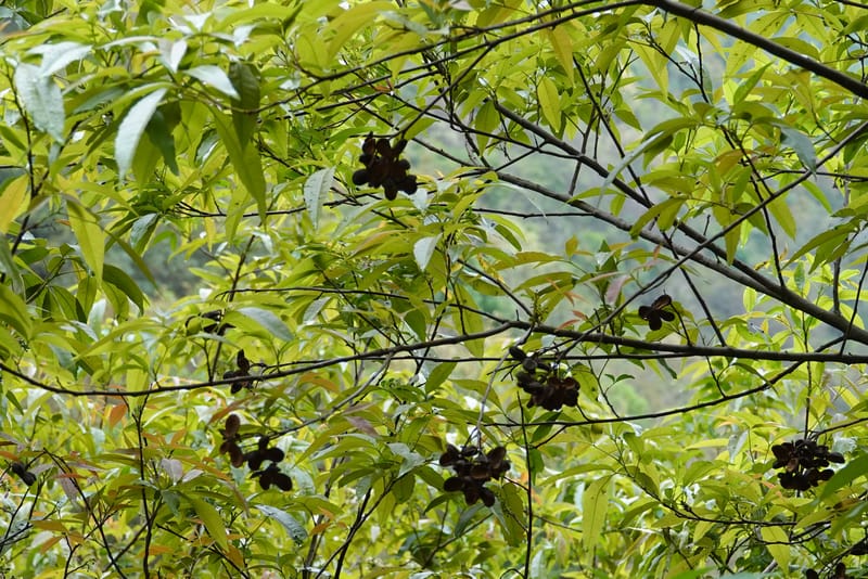 Delavaya toxocarpa, D. Boufford 44087--China. Yunnan. Xinshao Village. 28 Apr 2018. DSC00001 (72).JPG