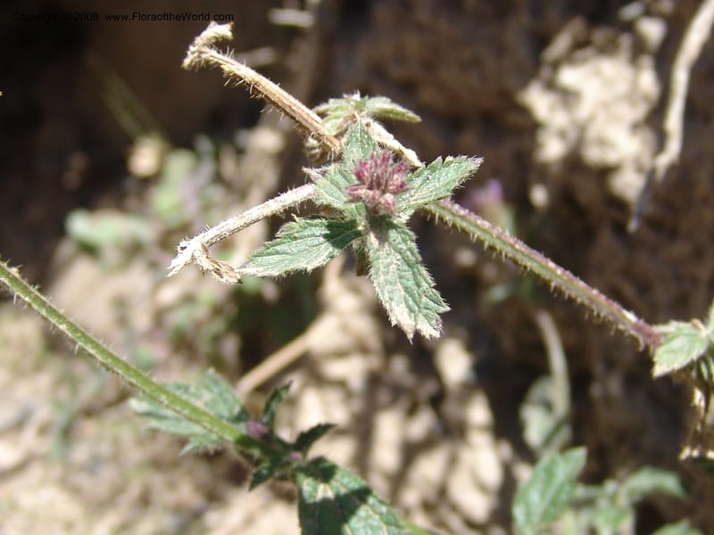 Verbena weberbaueri--Bolivia. La Paz. Send. Aguila. 4 Dec 04. 234.jpg