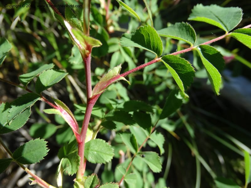 Rosa nutkana, Davidson, C 12515--Idaho. Valley Co. Payette Lake, Sylvan Beach. 18 Jun 2014. DSC09162 (13).JPG