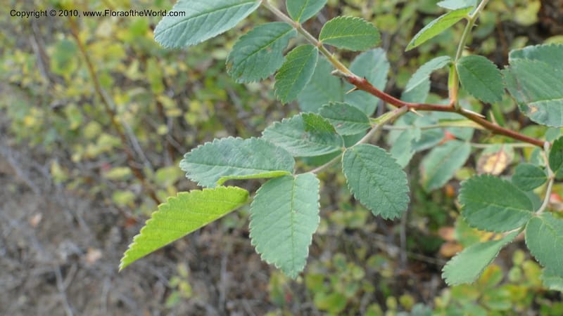 Rosa nutkana, C. Davidson 11814--OR. Hood River Co. Old Dalles Rd., 2 mi E of E. Side Dr. 10 Sep 10. 001 (62).jpg