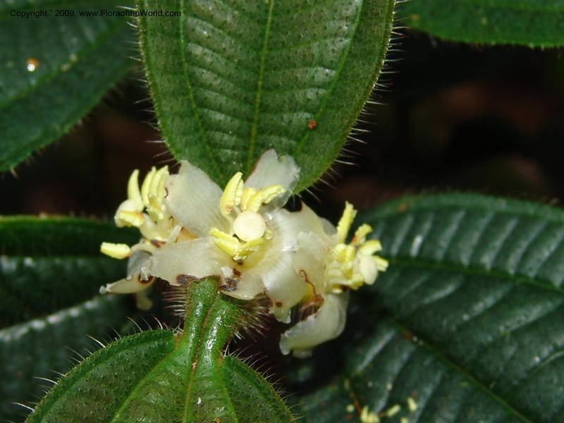Tococa, DNeill15936--Ecuador. Prv. Zam. Ch. C del Condor. Wawaime plot. 22 Sep 07. 168.jpg