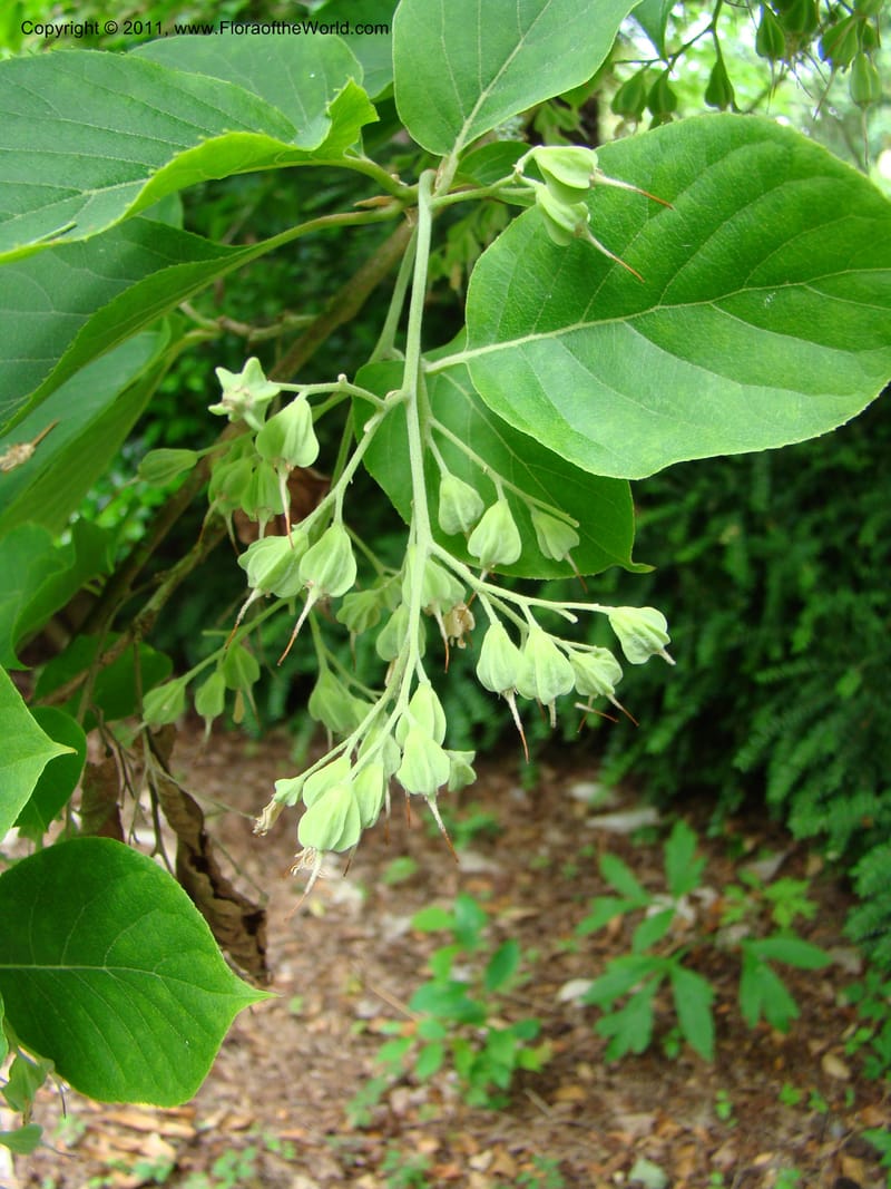 Pterostyrax corymbosa, 24385-0348-1985--Canada. BC. Univ. BC Bot. Garden. 27 Jul 08. 166.jpg