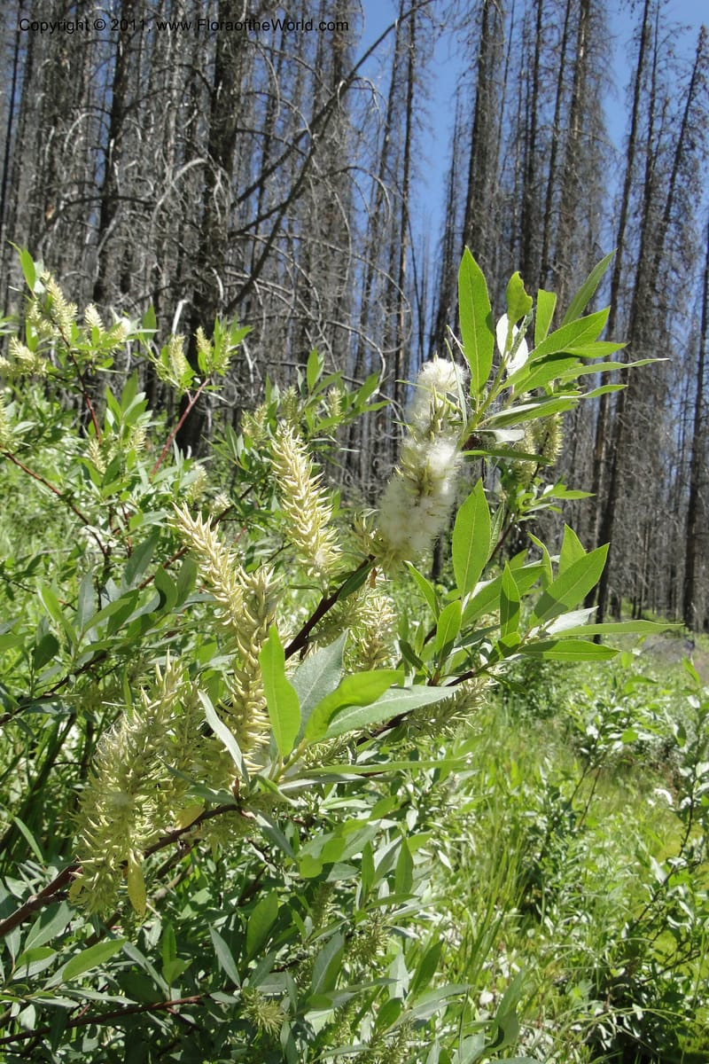 Salix, Davidson, C 11870--Idaho. Idaho Co. Warren Wagon Rd. 8 July 2011. 074 (2).jpg
