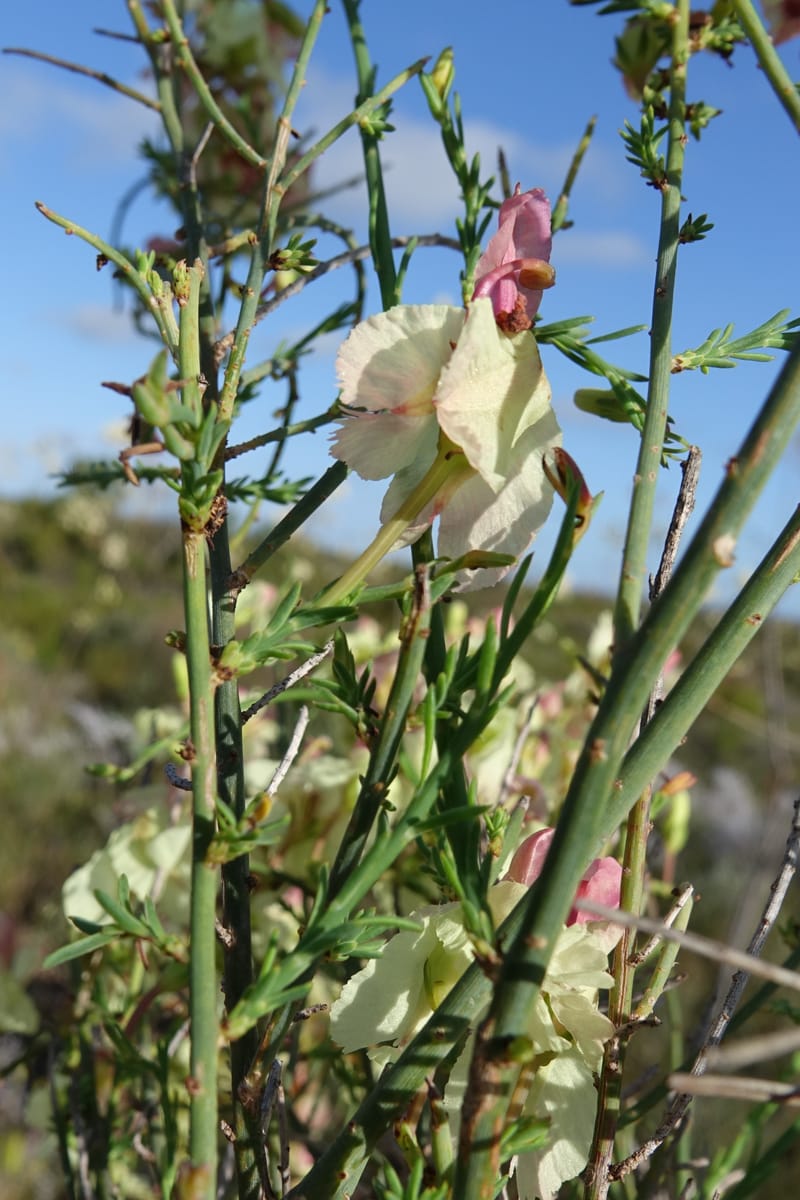 Leschenaultia linarioides, Davidson, C 13441--Australia. W.A. Mt. Adams Rd. 24 Oct 2016. DSC05357 (19).JPG