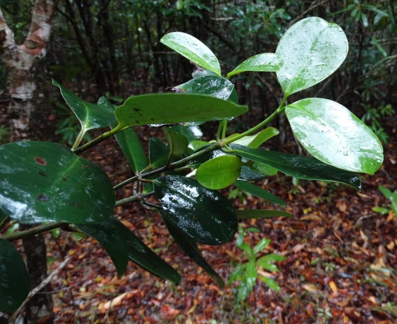 Garcinia, Lowry, P 7407--New Caledonia. Creek Hervouet. 19 Nov 2015. DSC03817 (101).JPG