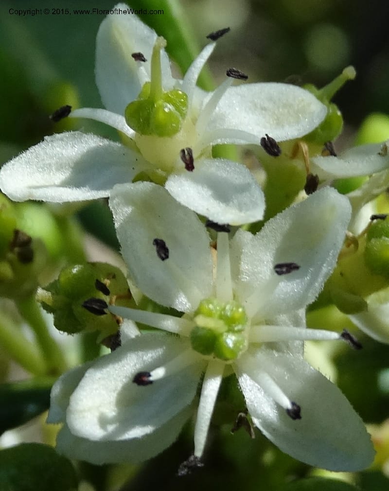 Pitavia punctata, Davidson, C 12801--Chile. L-30-M to Constitution. Jct to Empedrado. 25 Nov 2014. DSC07670 (38).JPG