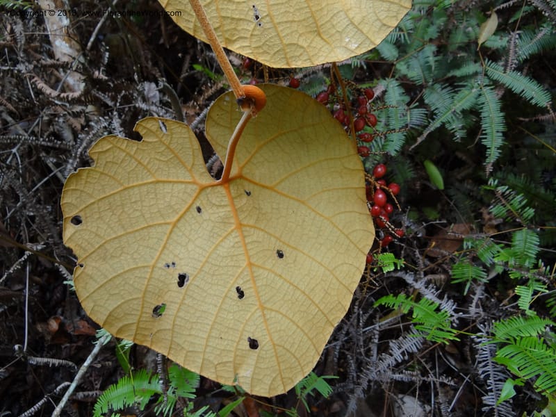 Ampelocissus, SAN.153249--Malaysia, Sabah. Tawai For. Res. 9 Apr 2012. DSC07890 (145).JPG