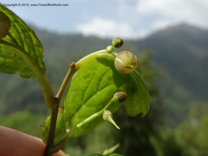 Sabia, Boufford, D 43677--China. Sichuan. GuoBaYan, HanBaiYu Shan. 12 May 2014. DSC05373 (28).JPG