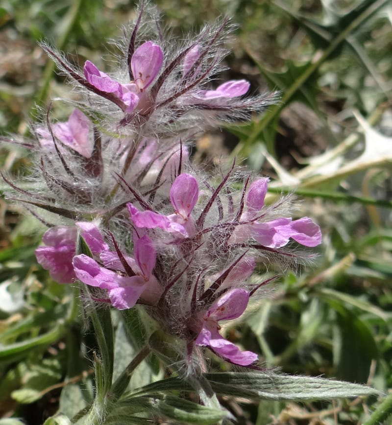 Stachys lavandulifolia--Iraq. Kurdistan. Shakh-i-Pira Magrun. 25 May 2013. DSC05267 (97).JPG