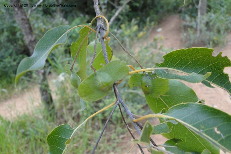 Terminalia, W. D. Stevens 31213--Paraguay. Edo. Concepcion. Garay Cue. 19 Mar 2011. 163 (4).jpg