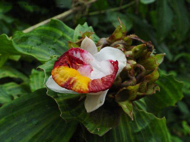 Costus--Cameroon. Mt. Cameroon. 6 Dec 03. 070a (2).jpg