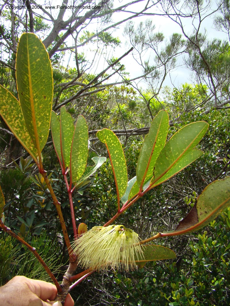 Cunonia macrophylla, JMunzinger4910--New Caled. Parc Prov. Riviere Bleue. 22 Nov 07. 203.jpg