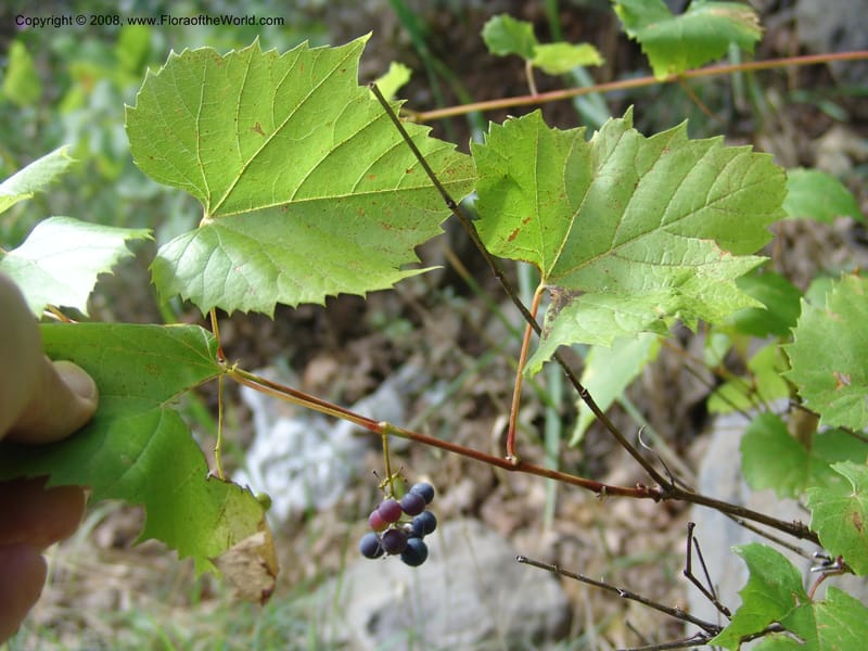 Vitis arizonica--AZ. Coconino Co. Oak Cr. Canyon. 4 Sep 04. 030.jpg