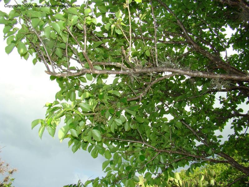 Bursera simaruba, WDStevens27302--Nicaragua. Matagalpa. Kukamonga N of Esteli. 17 Jun 08. 116.jpg