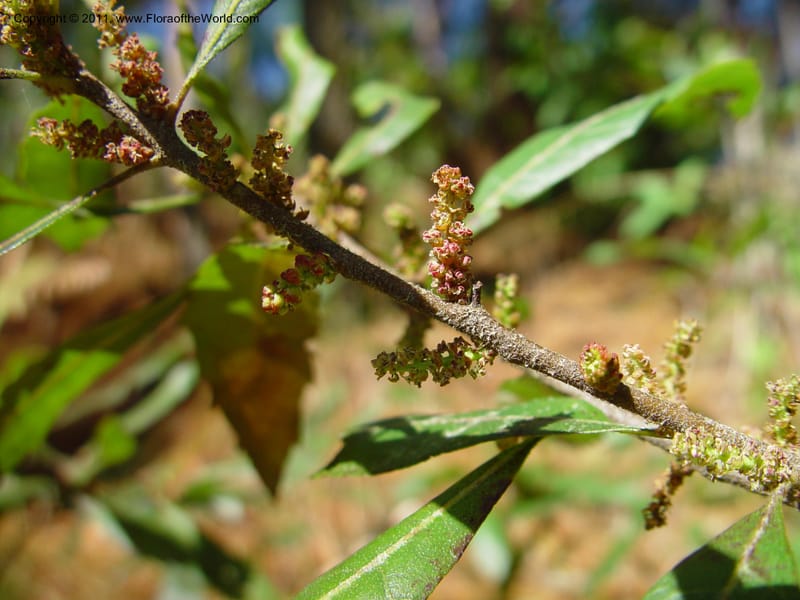 Myrica cerifera, Perez-Farrera2909--MX. Chiapas. Carr. 195 ca. 3 km s of Pueblo Nuevo. 19 Mch 03. 086.jpg
