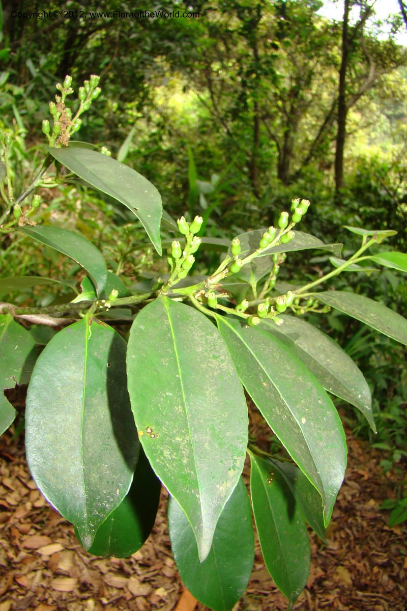 Symplocos, Regalado 1755--Viet Nam. Thua Thien Hue Prov. Phu Loc Distr. Bach Ma. 13 Apr 09. 464.jpg