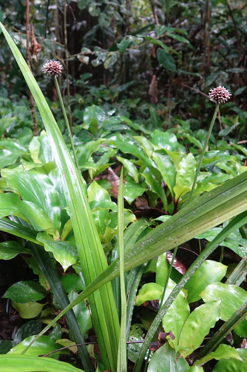 Mapania, C. Davidson 14078--Gabon. Raponda-Wallker. 28 Oct 2019. DSC02420 (156).JPG