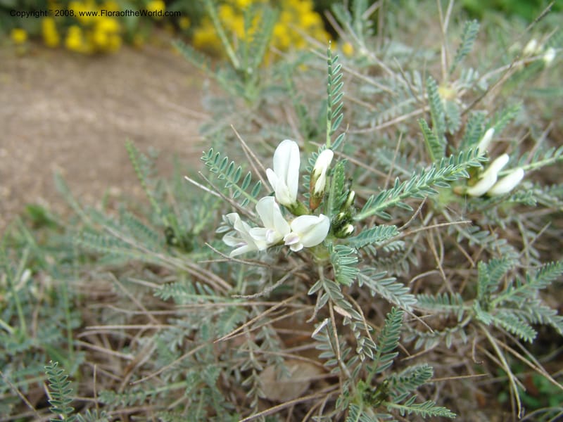 Astragalus massiliensis--France. Paris. Jardin des Plantes. 28 Apr 05. 161.jpg