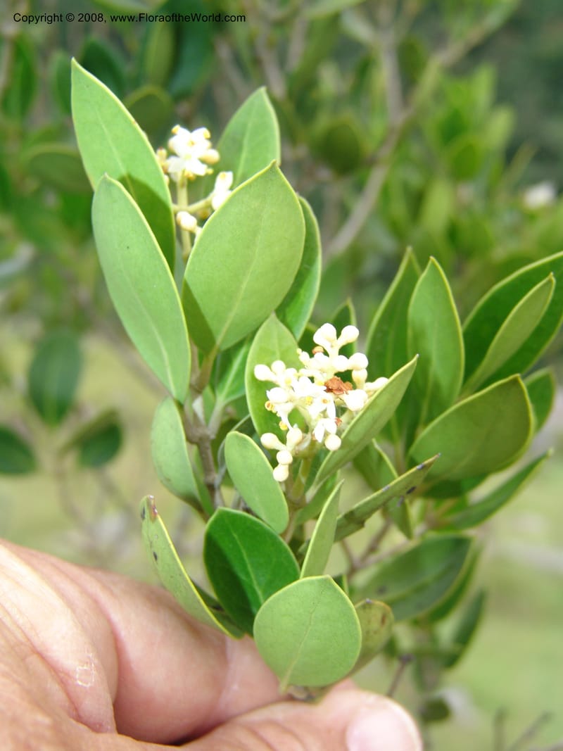 Olea capensis ssp enerve--So.Africa. E. Cape. Umtamvuna Nat. Res. 11 Mch 05. 269.jpg