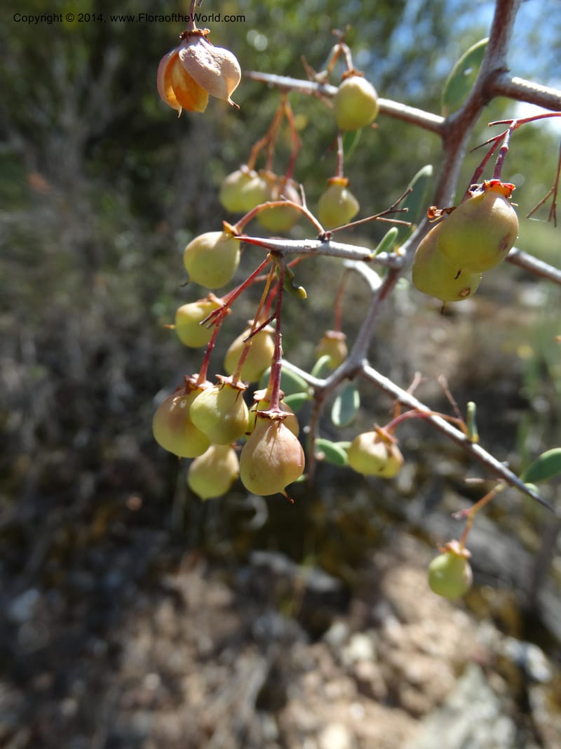 Putterlickia pyracantha, Davidson, C 12273--South Africa. Western Cape. S of Oudtschoorn. 20 Jan 2014. DSC00850 (32).JPG
