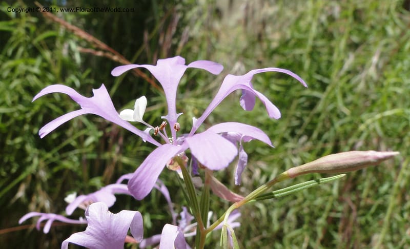 Clarkia pulchella, C. Davidson 11854--Oregon. Malheur Co. Leslie Gulch. 30 June 2011. 249 (6).jpg