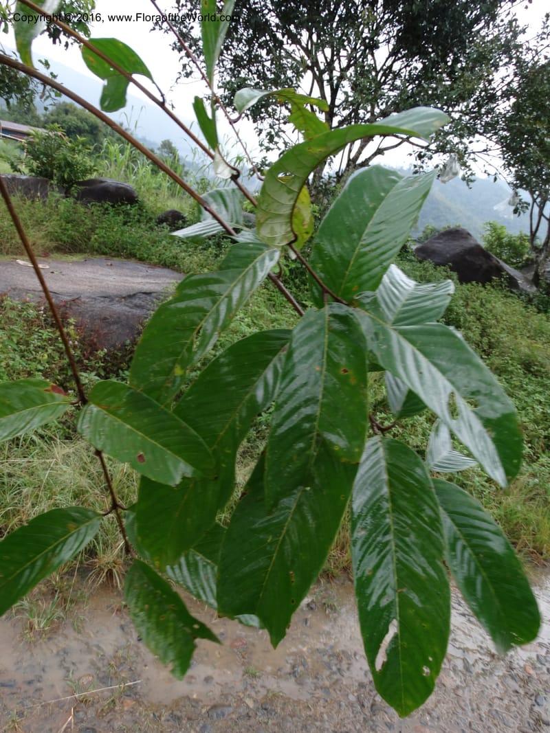 Lepisanthes, Buerki, S 368--Sabah. Sg. Mokodou. 12 Oct 2014. DSC04629 (35).JPG