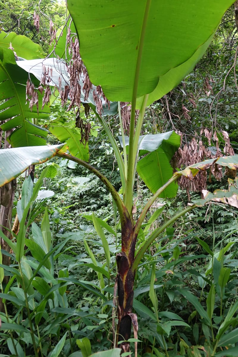 Musa formosana, Chung Kuo-Fang 3351--Taiwan. Wulai Distr. Wulai village. Hsing Hsian Trail. 19 May 2016. DSC03046 (157).JPG