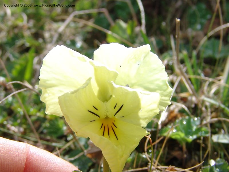 Viola oreades--Georgia. Vic. of Tskhrats'karo Pass. 7 Jun 05. 026.jpg