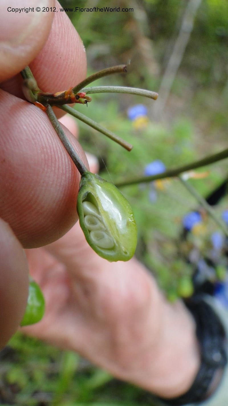 Dianella ensifolia, A. Ramahefaharivelo 168--Madagascar. Ambolotara. Ambodini, Vatovavy. 3 May 2010 177 (68).jpg