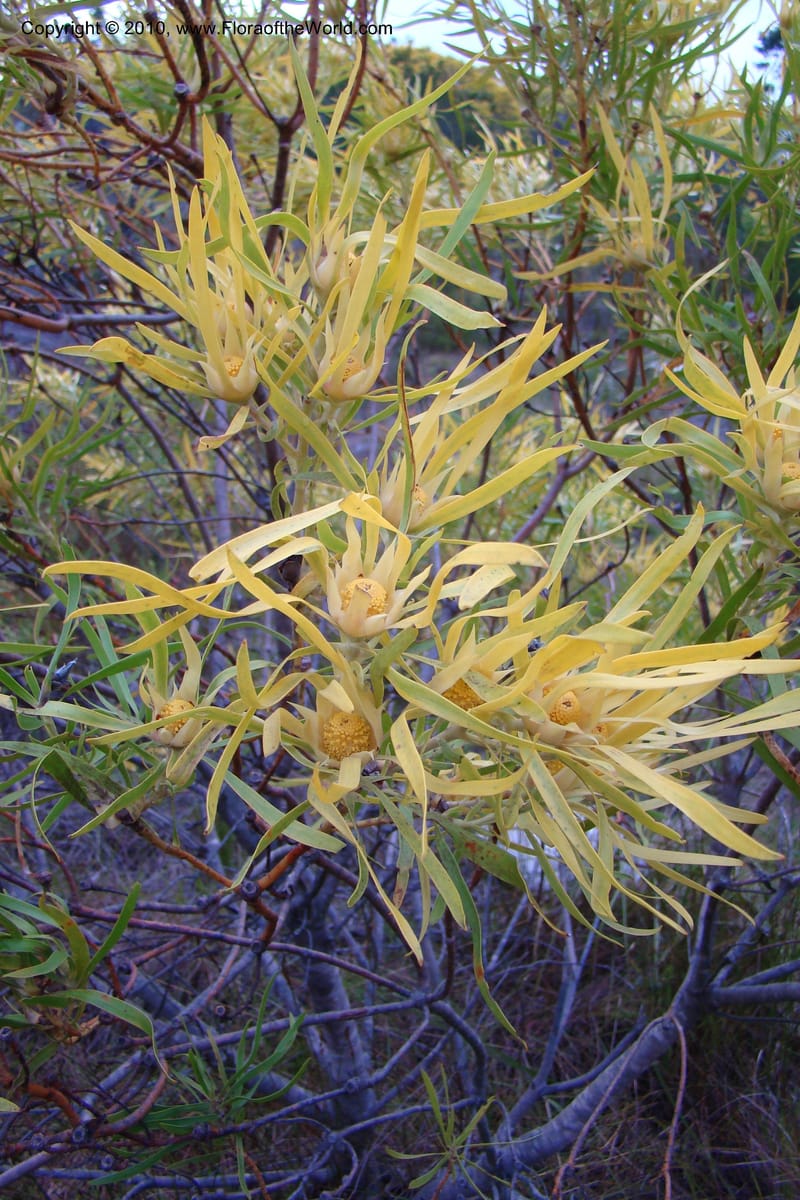 Leucadendron eucalyptifolium, C. Davidson 11495--South Africa. W. Cape. Korente River. 22 Aug 09. 344 (97).jpg