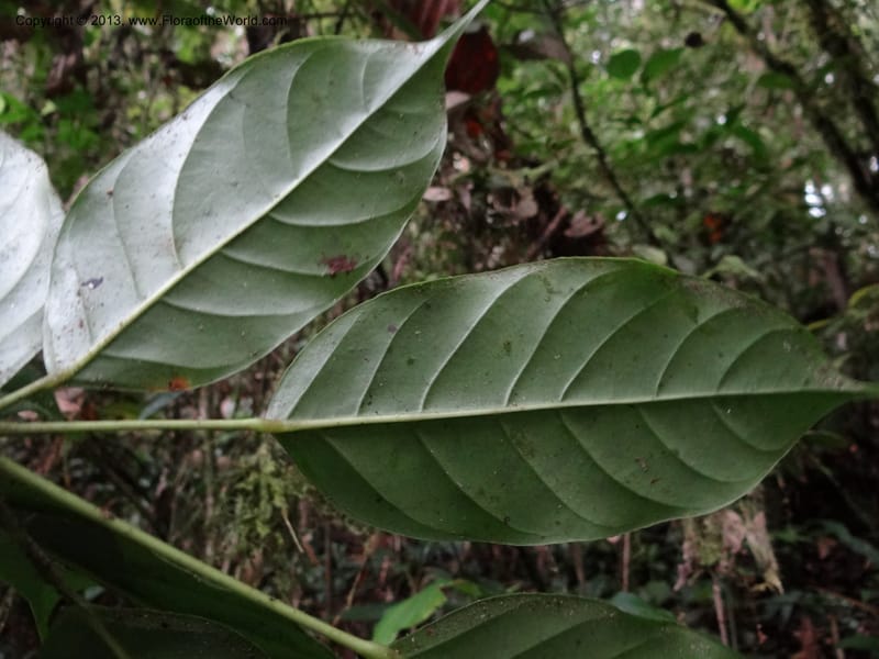 Scheffleta bipalmatifolia, SAN.153212--Malaysia, Sabah. Mt. Kinabalu. 5 Apr 2012. DSC06767 (230).JPG