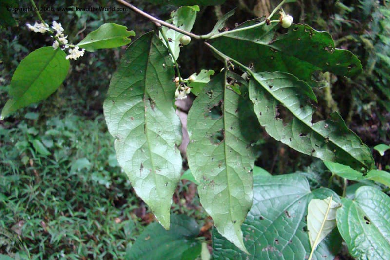 Maytenus undata, WKindeketa2977--Tanz. Rungwe Distr. Rungwe For. Res. 24 Jan 08. 159.jpg