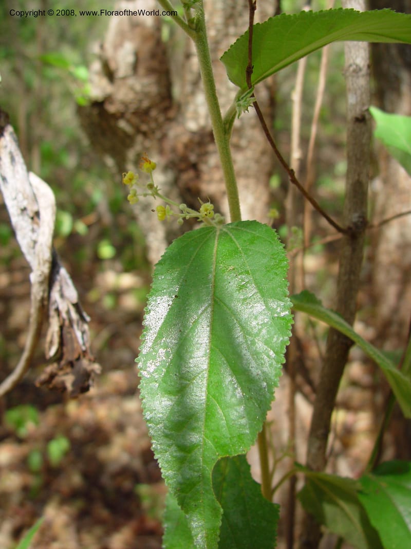 Guazuma ulmifolia--Costa Rica. Palo Verde Biol. Station. 1 Apr 03. 073.jpg