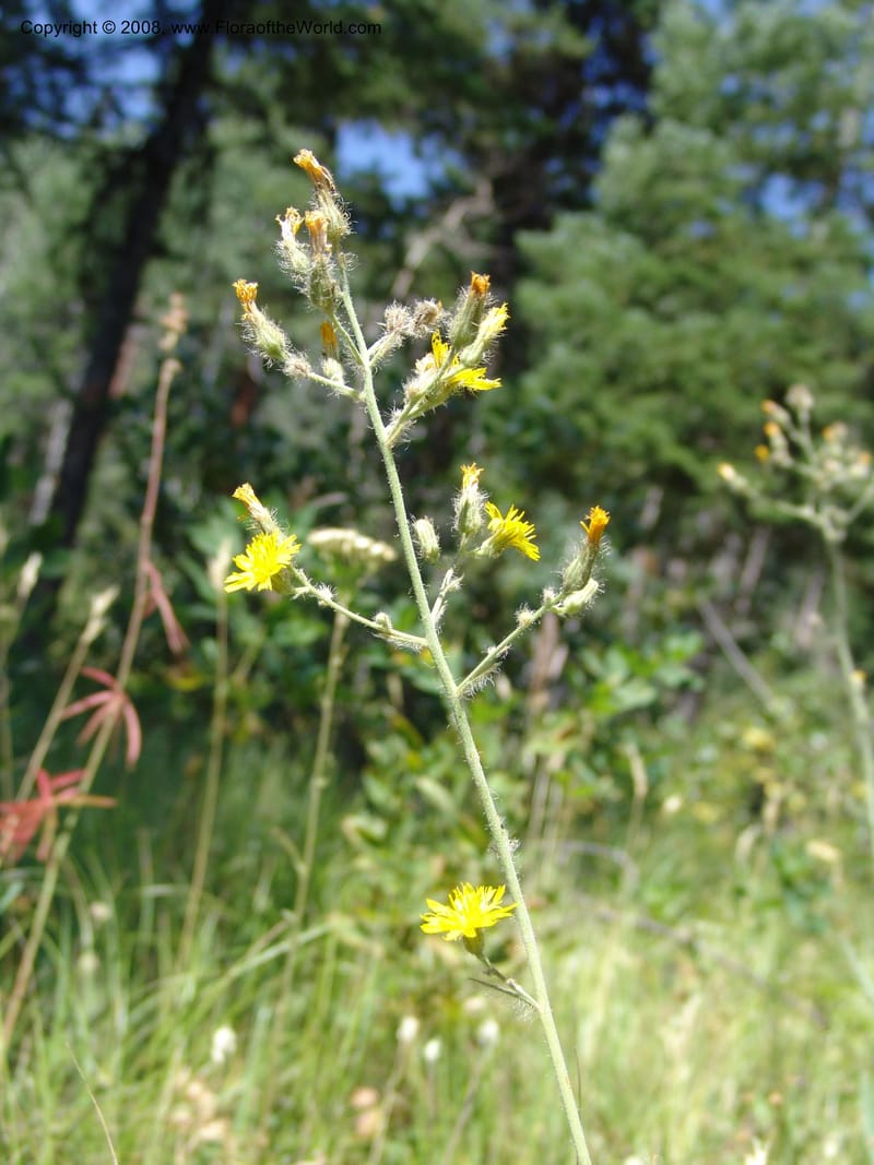 Hieracium scouleri v. albertinum--ID. Valley Co. Sylvan Beach, Reservoir trail. 13 Aug 05. 108.jpg