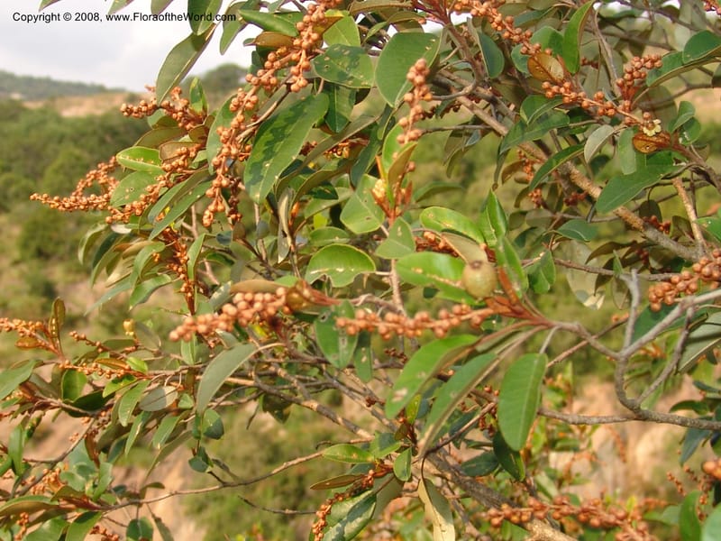 Croton gratissimus--So. Africa. Lowveld Nat. Bot. Gard. 14 Mch 05. 250.jpg