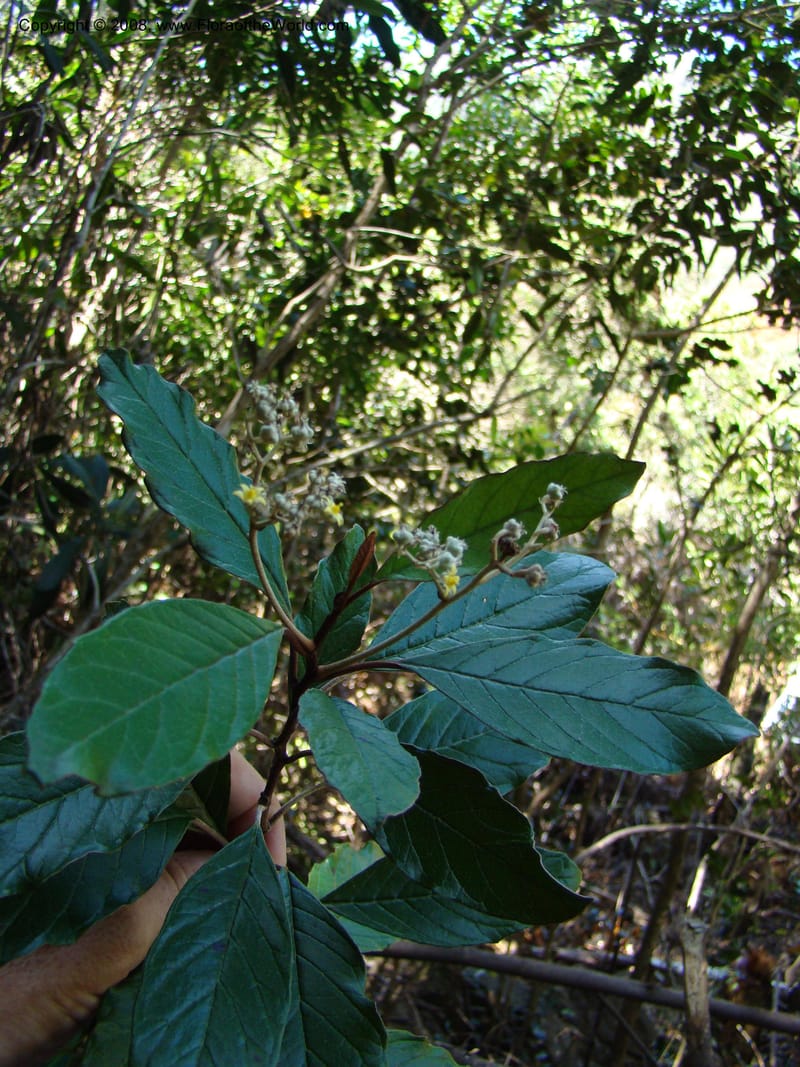 Argophyllum, JMunzinger4653--N.Caled. Dumbea Dam in Dumbea Riv, S of Noumea. 11 Nov 07. 065.jpg