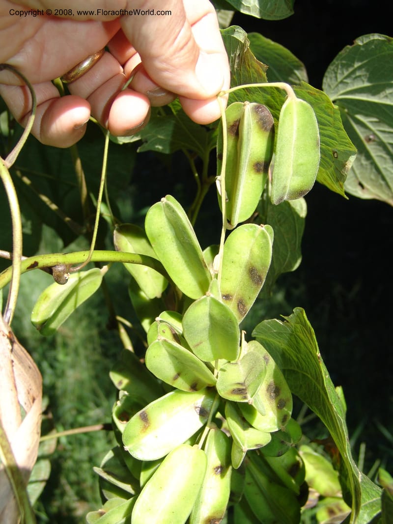 Dioscorea--So.Africa. KZN. Scottburgh, S of Durban. 12 Mch 05. 022.jpg